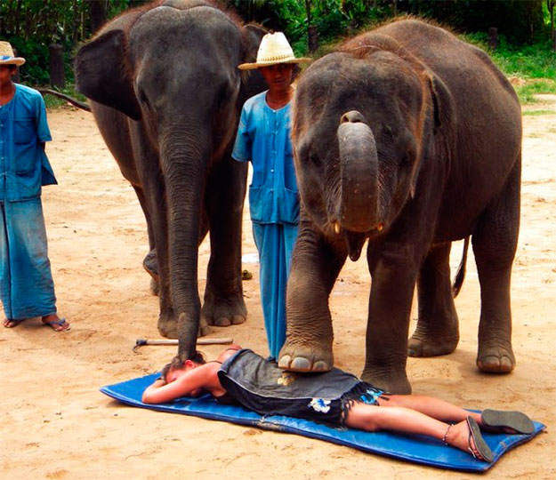 Massagem bizarra com elefantes